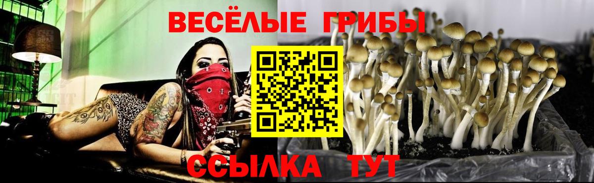 Галлюциногенные грибы мицелий  закладка  Саратов  Вход с VPN 